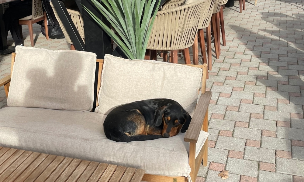 Banjaluka na suncu: I on je odlučio da je vrijeme za kafu i odmor FOTO