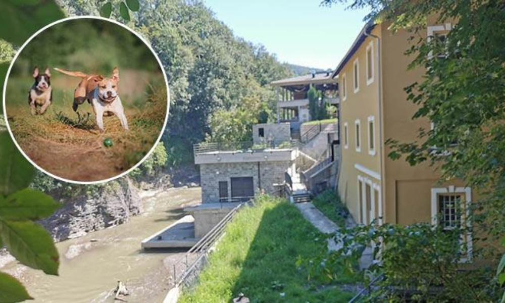 Opasnost po ljude i okolinu: Nakon trovanja pasa bačeni leševi u rijeku