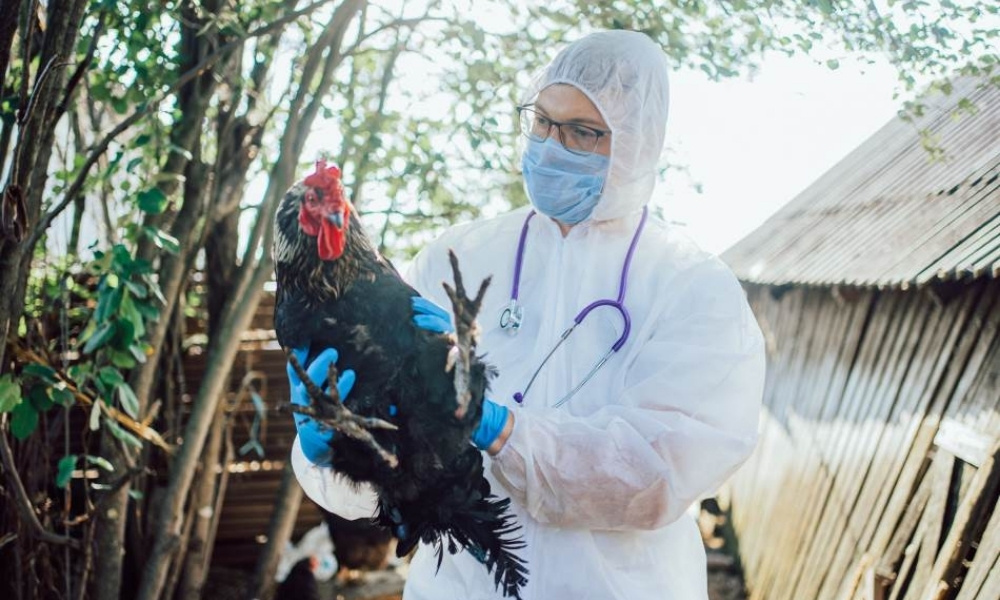 Potvrđen ptičiji grip na farmi: Nadležni sproveli hitne mjere