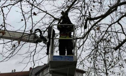 Nesvakidašnja akcija: Banjalučki vatrogasci spasavali mačku sa drveta FOTO