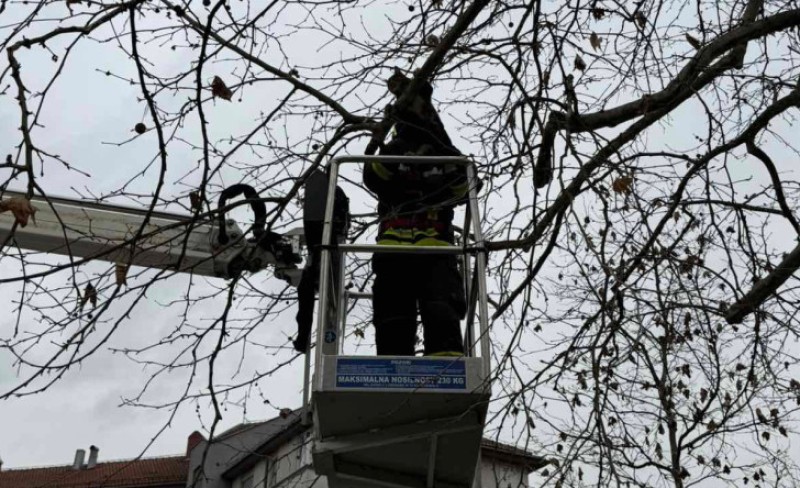 Nesvakidašnja akcija: Banjalučki vatrogasci spasavali mačku sa drveta FOTO