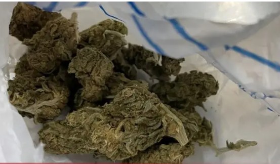 Policijska akcija u Bijeljini: Pronađeno više od 50 kilograma marihuane
