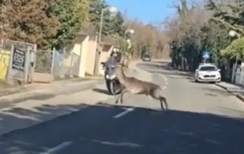 Nesvakidašnji incident: Jelen napao vozača skutera usred grada VIDEO