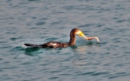 Kormoran kao “žrtveni jarac”: Banjalučki ribari digli glas
