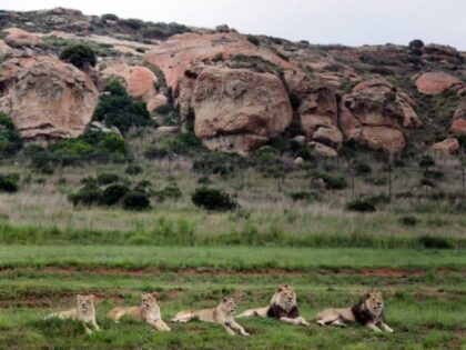 Naslovna slika br 56