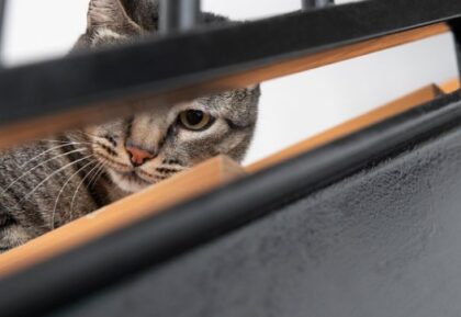 Naslovna slika br 56