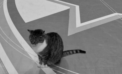 Naslovna slika br 56