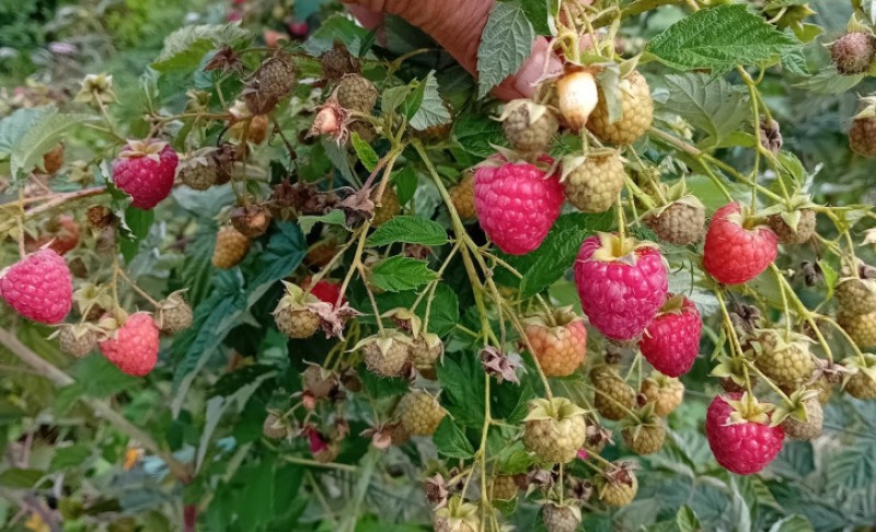 Klimatske promjene, kasni mrazevi, dugotrajne suše… Berba gubitaka pustoši malinjake