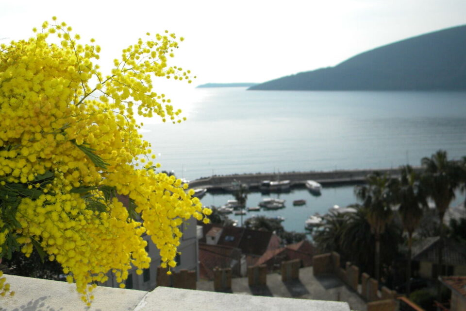 Otvoren 57. “Praznik mimoze” u Herceg Novom FOTO