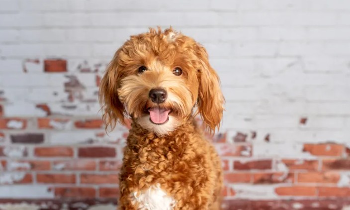 Policajac spasio i udomio psa sa aerodroma: Vlasnica ga vezala za šalter za čekiranje i otišla FOTO