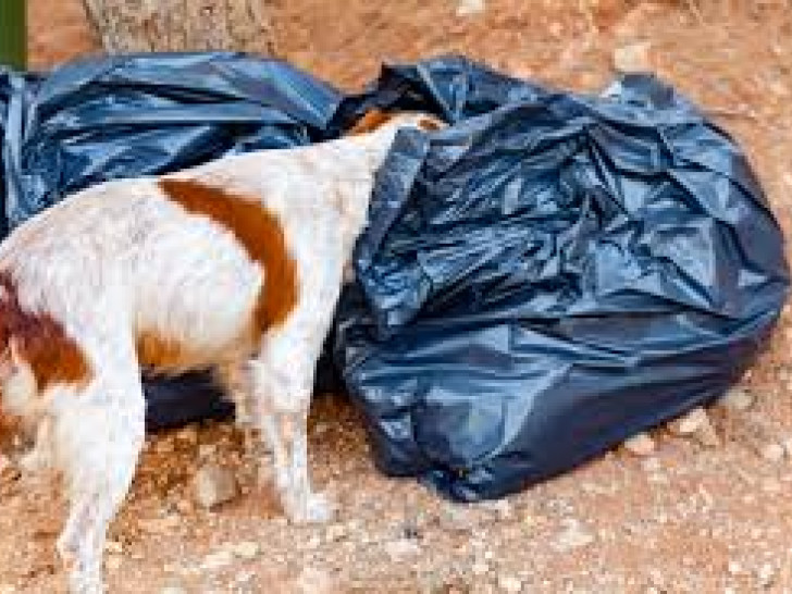 Šta je s ljudima? Dresirao psa da ostavlja smeće pored puta da on ne bi platio kaznu