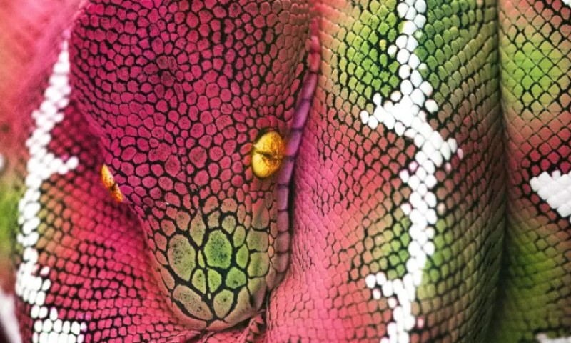 Ponijela titulu – najveća svih vremena: Zmija od 15 metara ruši sve rekorde!