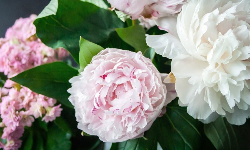 Tajne raskošnih cvjetova: Kako da božur obilno cvijeta?