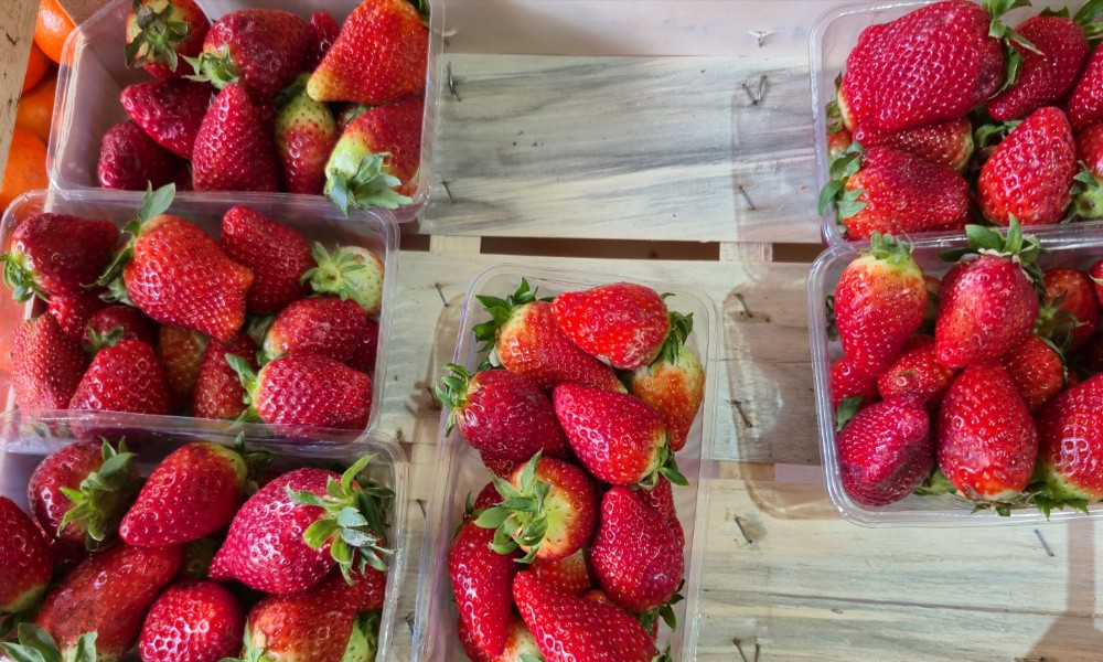 Ne dajte se zavarati: Kako prepoznati domaće jagode?