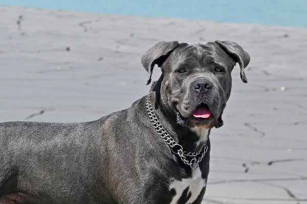 Policajci morali ubiti životinje: Ljekari se bore za život žene koju su napali psi