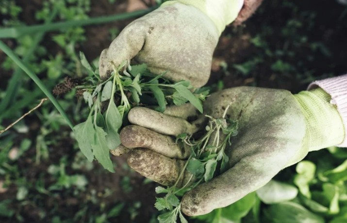 Baštovani ga mrze: Ovo može zauvijek ukloniti korov iz dvorišta