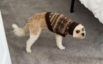 Naslovna slika br 57