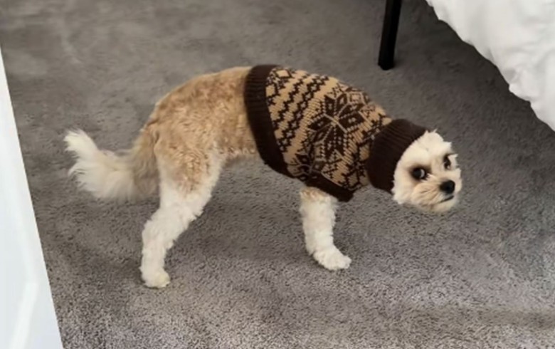 Nezgoda sa odjećom: Internet umire od smijeha zbog psa Marlija VIDEO