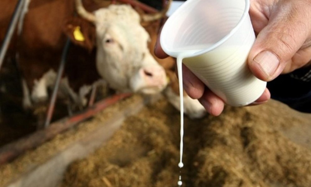 Premije za mlijeko: Resorno ministarstvo isplatilo više od tri miliona maraka