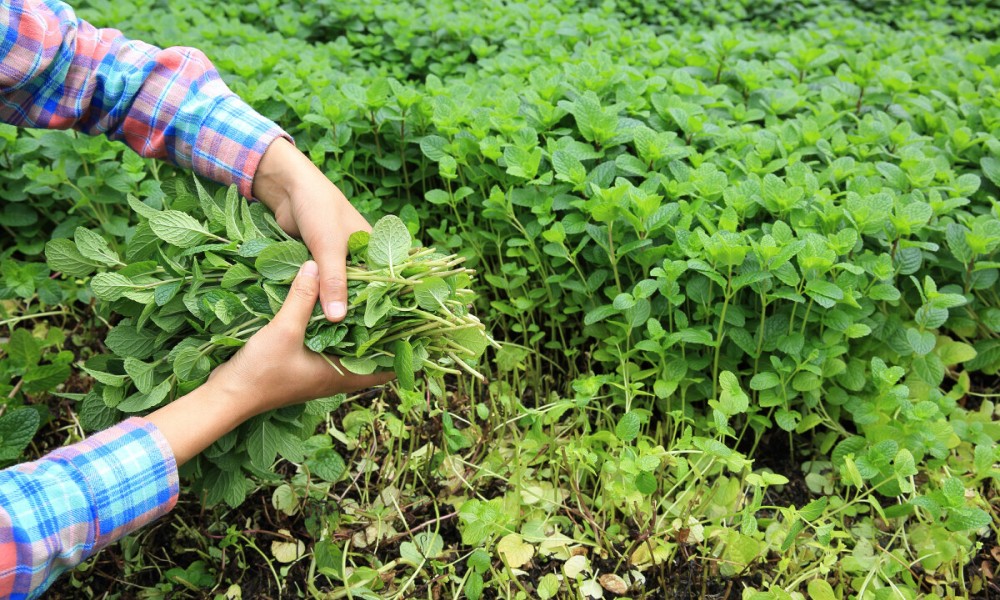 Mala ulaganja, velika zarada: Ova biljka sve više osvaja poljoprivrednike