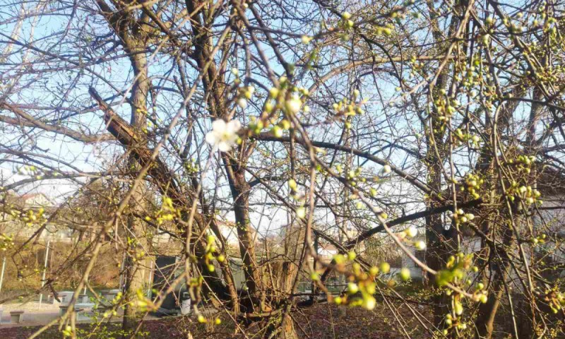 Cvijet kao poruka: Proljeće stiglo u Banjaluku prije kalendara FOTO