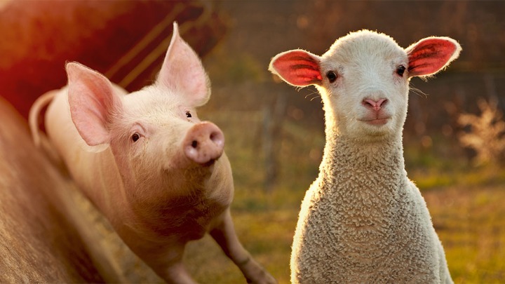 Približava se Vaskrs: Raste cijena jagnjadi i prasića