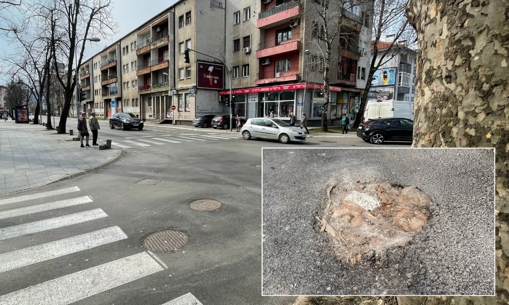 Asfalt nije izdržao ni četiri mjeseca: Korijenje drveta probilo kolovoz u Banjaluci FOTO