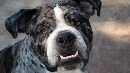 Rasa psa koju svi žele: Šta znamo o Alapaškom buldogu