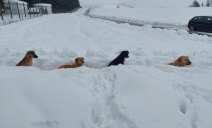 Psi bez hrane, vode i okovani snijegom: Volonteri zatekli potresne scene u azilu na Manjači