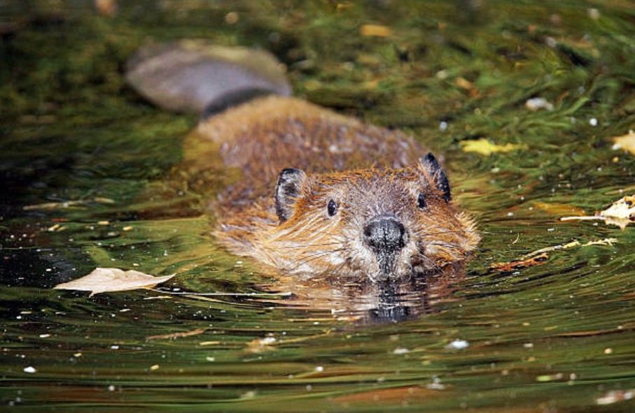 Dabar viđen nadomak centra Banjaluke VIDEO