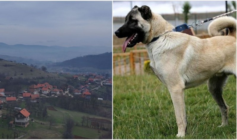 Krvava drama u BiH! Pas kangal napao i teško povrijedio čovjeka