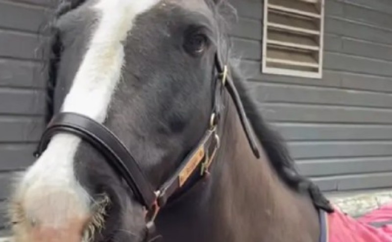 Redži oduševio društvene mreže: Konj sa brkovima postao internet senzacija