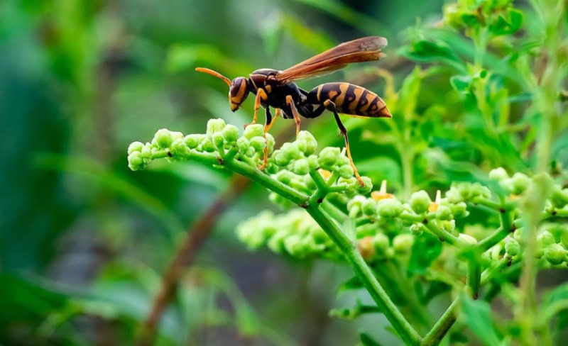 Recept za domaću zamku u tegli: Evo kako da otjerate insekte iz dvorišta i kuće