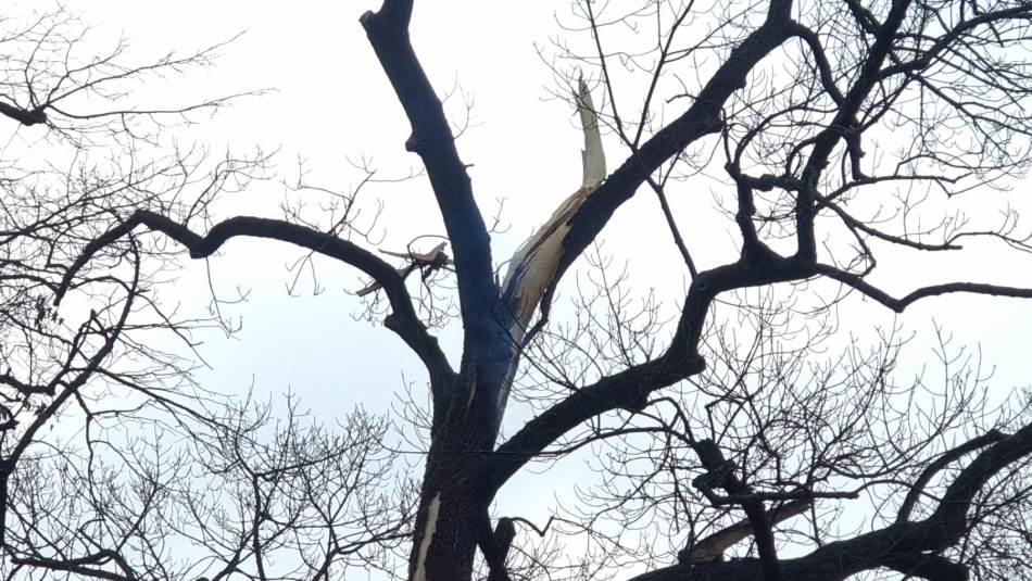 Grom udario u drvo u banjalučkom parku Mladen Stojanović: Vatrogasci na terenu VIDEO