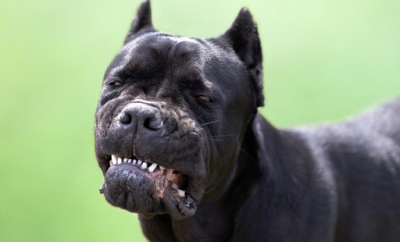 Brutalan napad! “Ja sam Nora”, vikala je žena braneći se dok su joj psi kidali meso