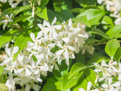 Zbog ove biljke vaš će vrt mirisati božanstveno: Ne traži puno brige, a cvjeta cijelo ljeto