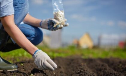 Naslovna slika br 17