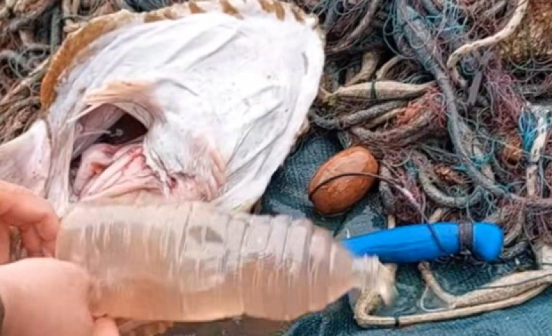 Nesvakidašnje iskustvo: Iz utrobe ribe izvukao plastičnu flašu VIDEO