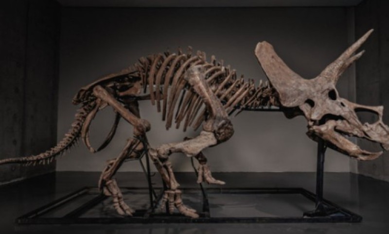 Vrtoglava cijena: Skelet dinosaurusa koji se nalazio u muzeju ide na aukciju