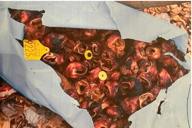 Gradonačelnik Bijeljine podnio prijave: Kako su se goveđe uši iz brojnih gradova našle u Semberiji?