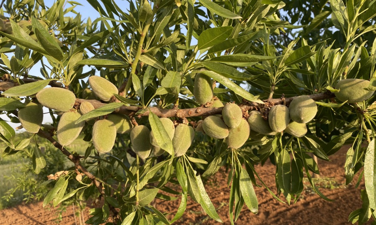 Zeleni bademi su prava poslastica: Izuzetno su ukusni i savršeno idu uz sve salate