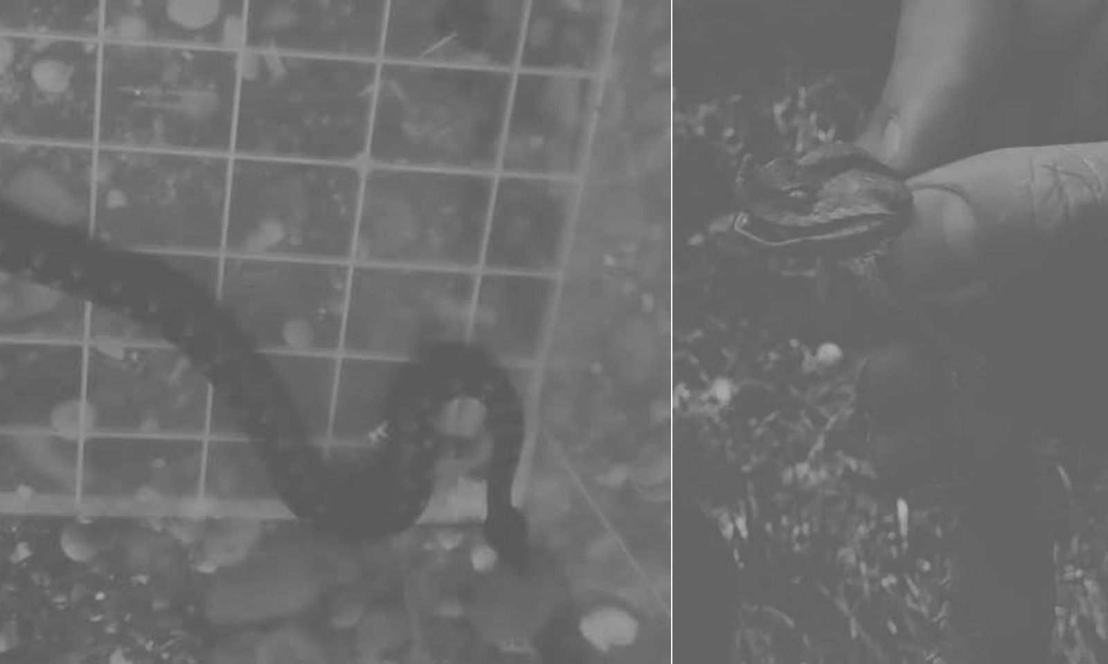 Dva poskoka u blizini škole: Hitno upozorenje roditeljima i učenicima