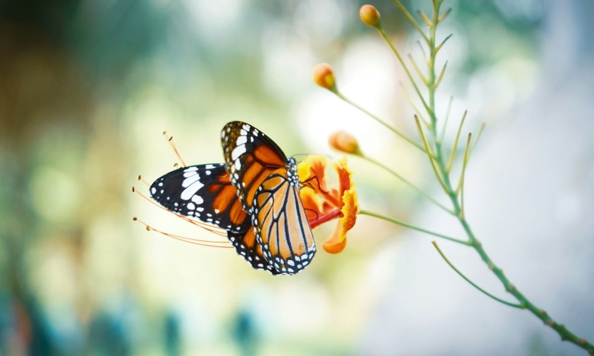 Mali vrt, veliki efekat: Ove biljke odmah privlače leptire u vaše dvorište