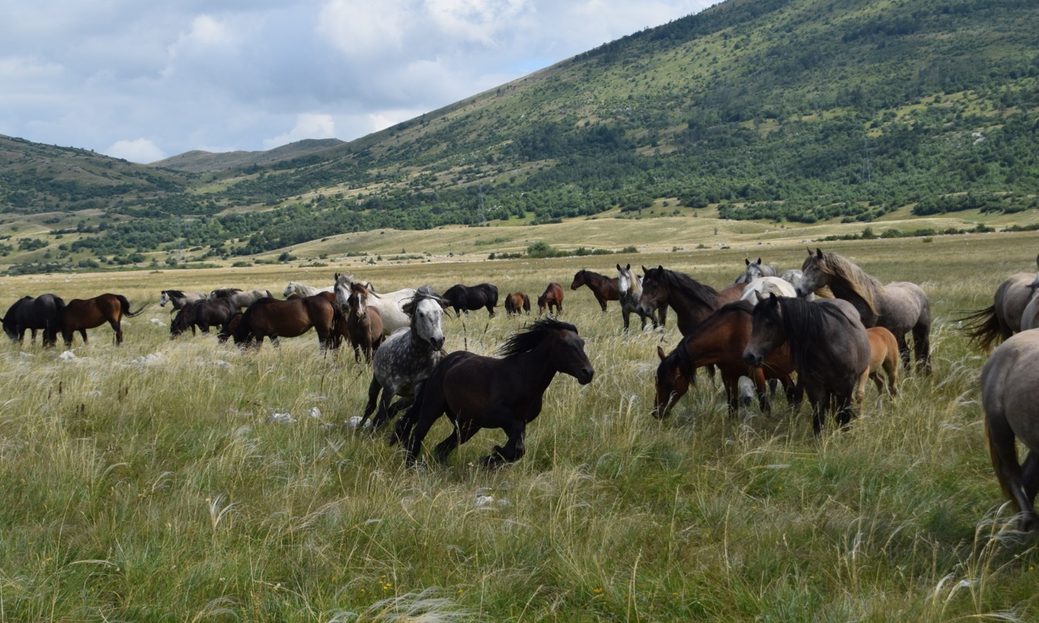 Konji umiru od žeđi! Potpuna katastrofa kod Livna FOTO
