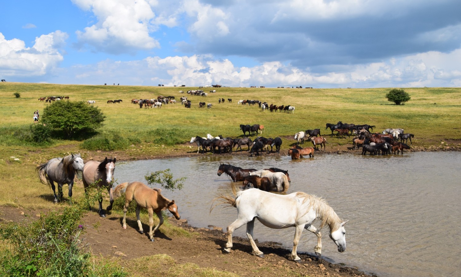 Kako pronaći divlje konje: Pogledajte nestvarne prizore na tri sata od Banjaluke FOTO/VIDEO