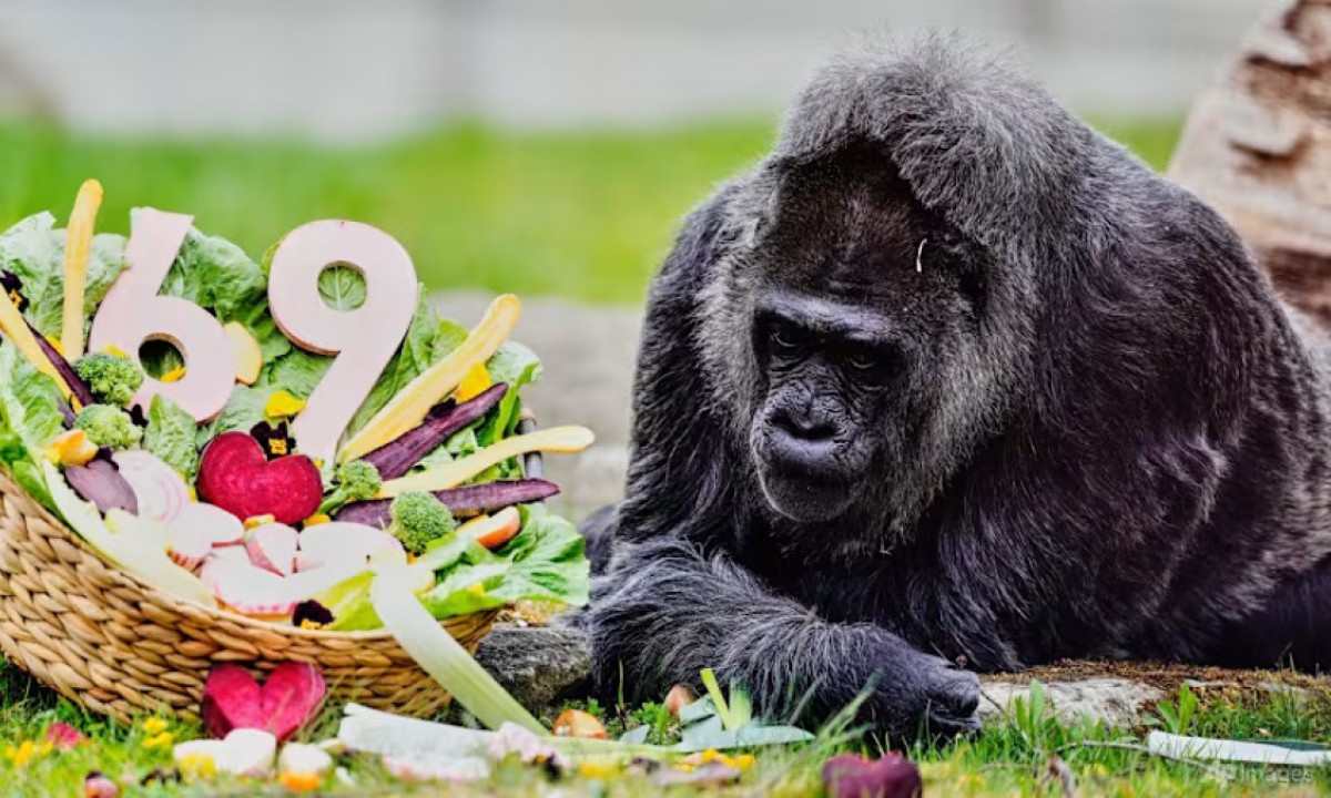 Najstarija gorila proslavila 69. rođendan: Nadživjela tipičan životni vijek svoje vrste