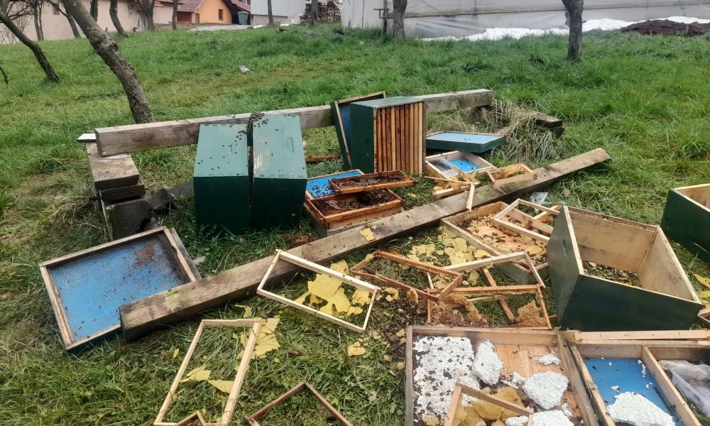 Mještani u strahu: Medvjed napravio haos u BiH, košnice razbijene FOTO/VIDEO