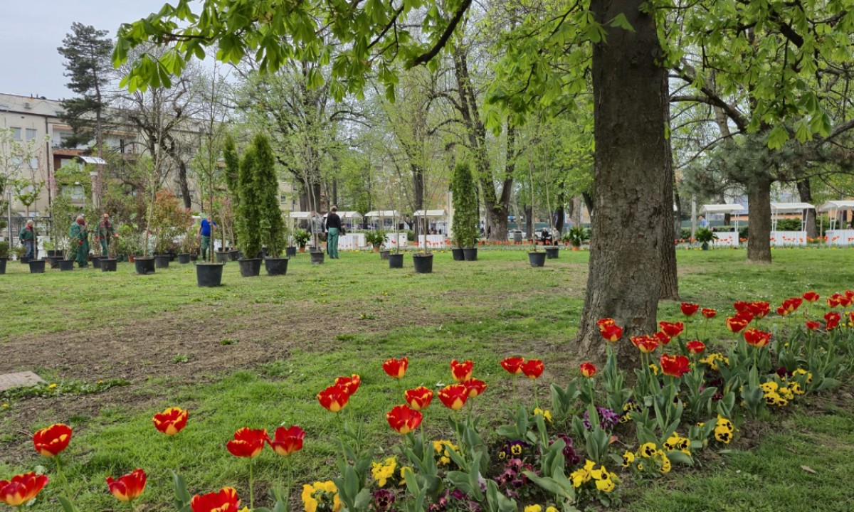 Od sutra – sve što vam treba za balkon i vrt: Počele pripreme za banjalučki festival FOTO/VIDEO