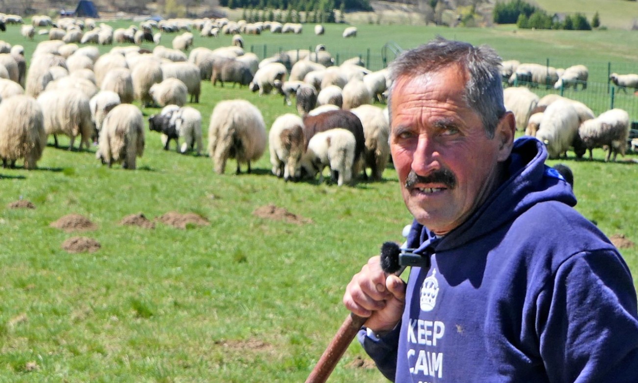 Od oca do sina, ali dalje nema ko: Sudbina ovčarstva u BiH