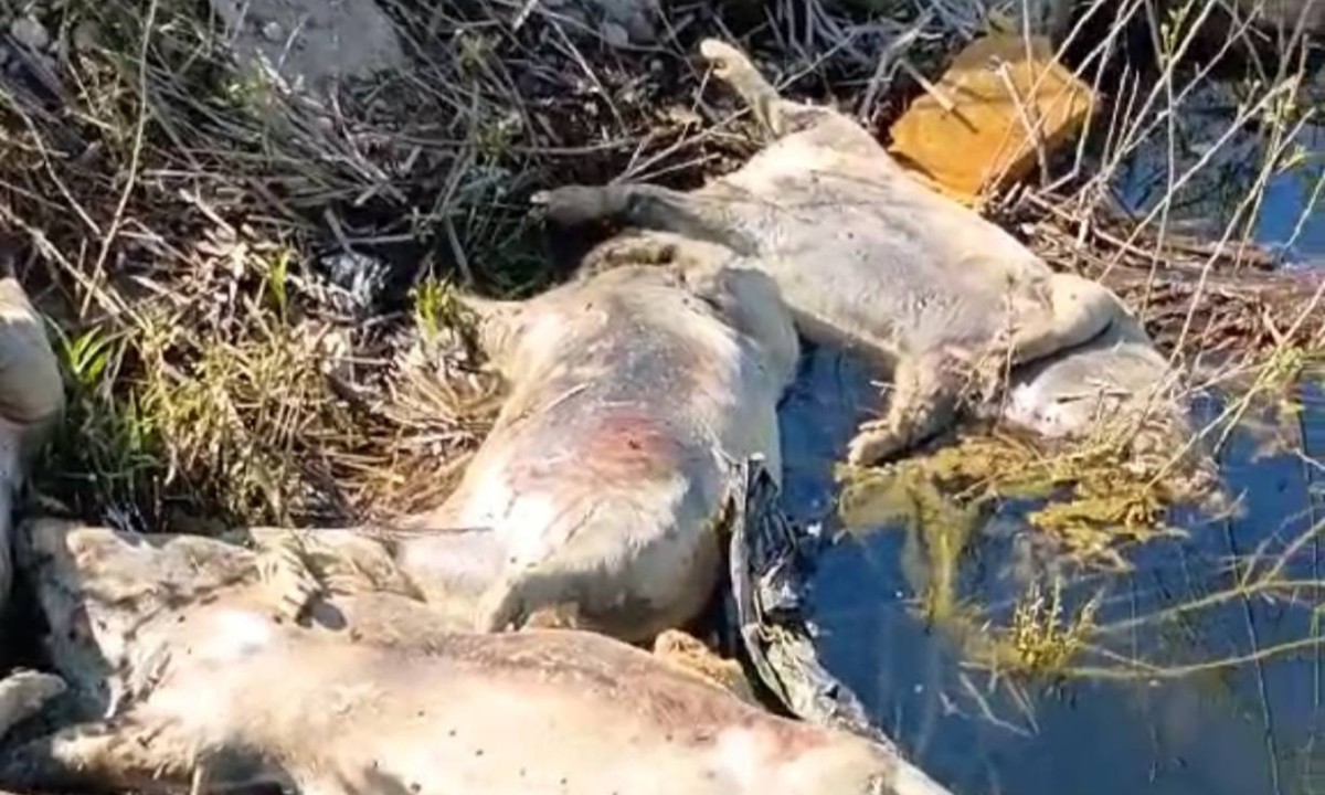 Ministarstvo uputilo oštre kritike: Sankcionisati odgovorne za bacanje leševa svinja uz Drinu